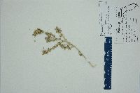 Atriplex pentandra image