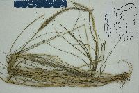 Setaria corrugata image