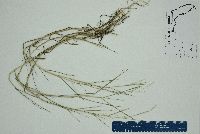 Panicum repens image