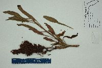 Rumex verticillatus image