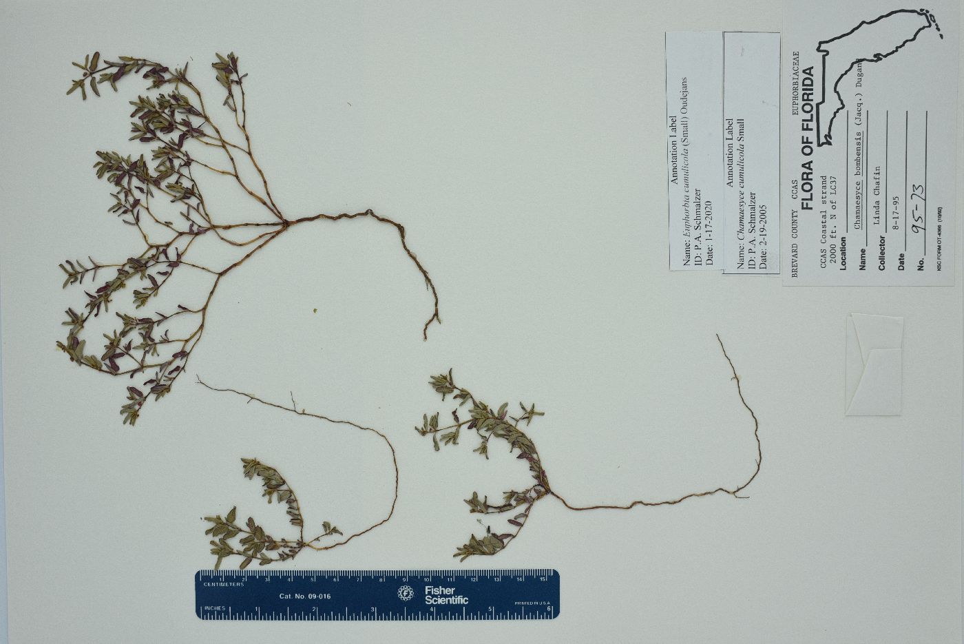 Euphorbia cumulicola image