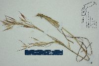 Andropogon longiberbis image