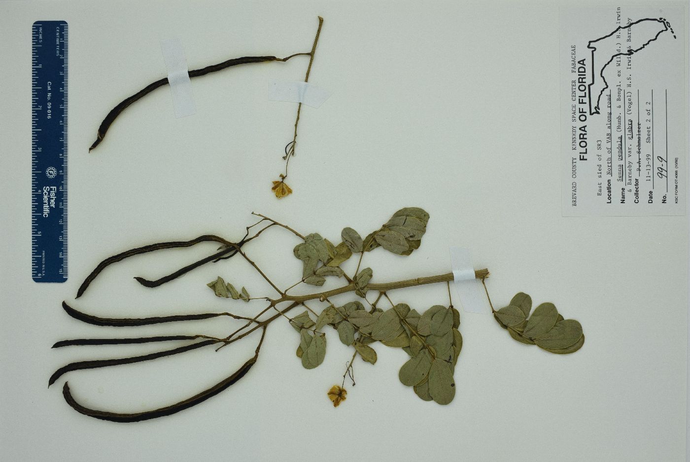 Senna pendula var. glabrata image
