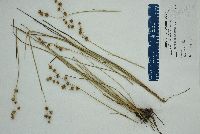 Juncus scirpoides image