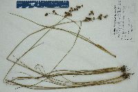 Juncus scirpoides image