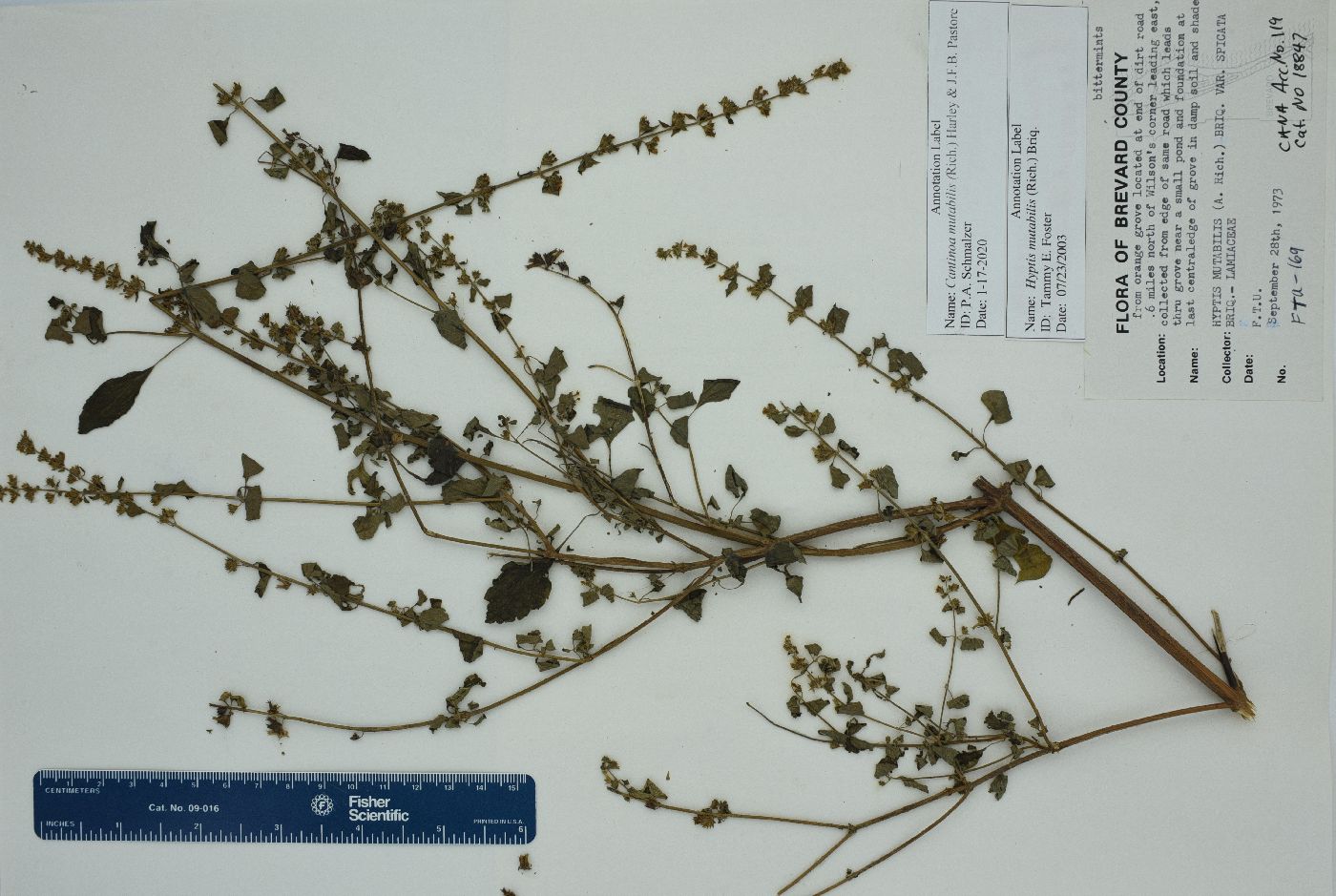 Cantinoa image