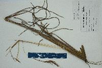 Andropogon virginicus var. virginicus image