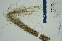 Muhlenbergia capillaris image