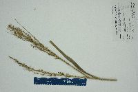 Panicum amarum image