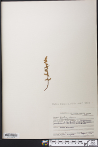 Woodsia ilvensis image