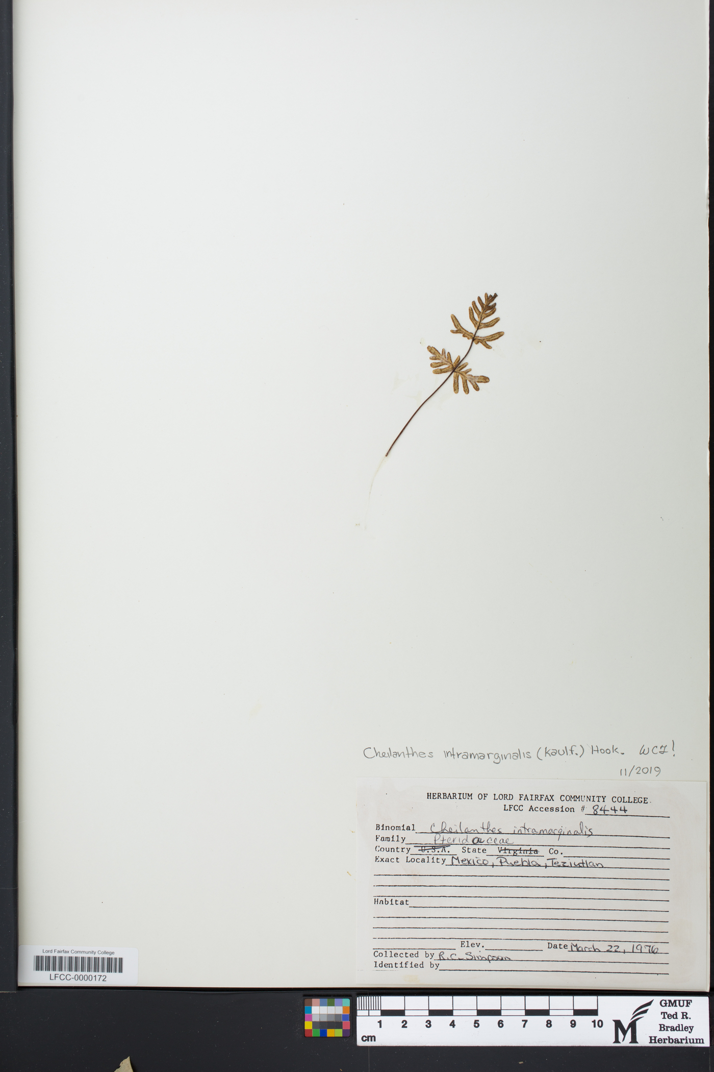 Cheilanthes intramarginalis image