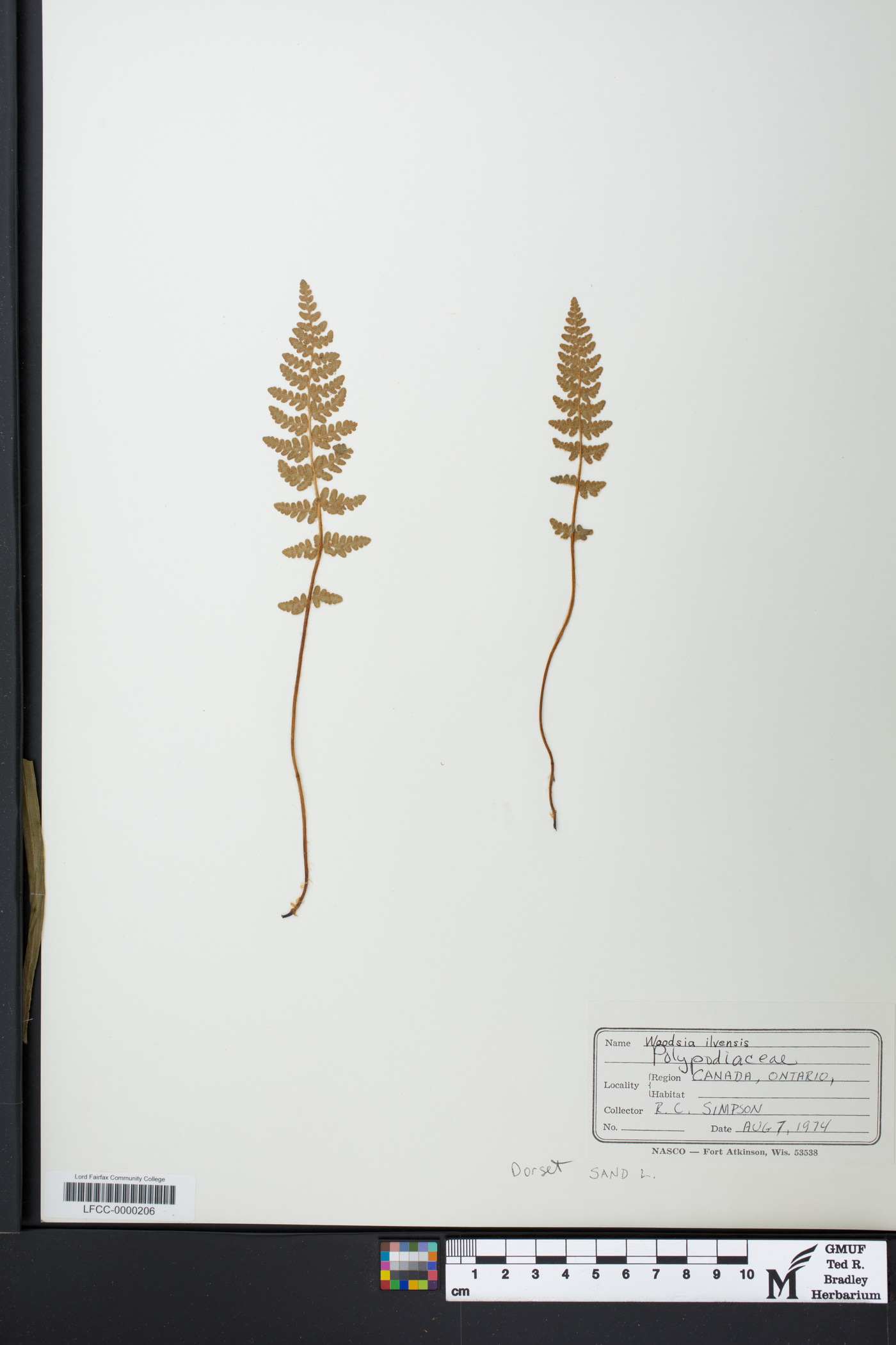 Woodsia ilvensis image