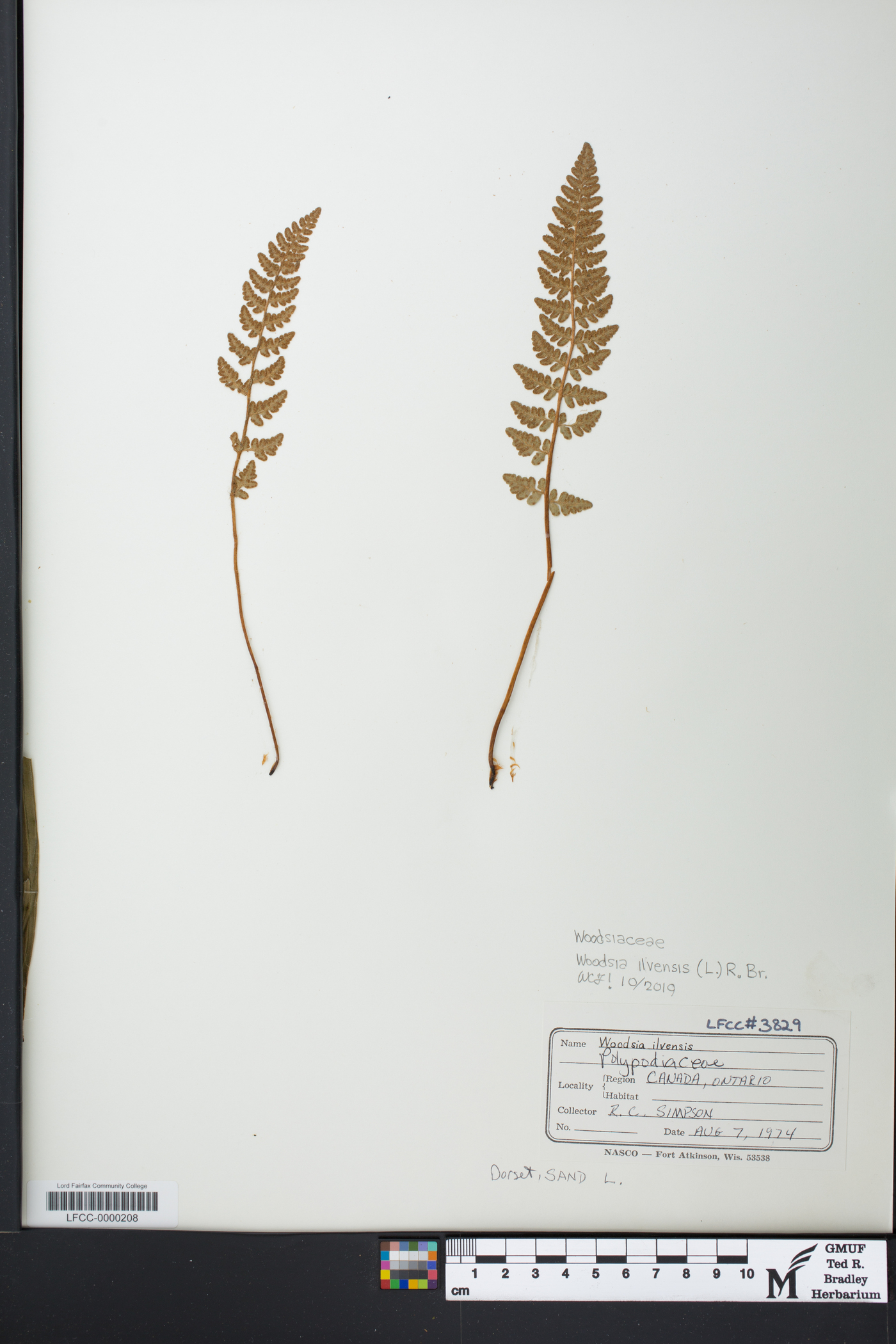 Woodsia ilvensis image