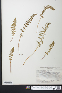 Woodsia ilvensis image