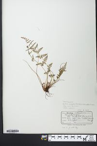 Woodsia oregana subsp. cathcartiana image