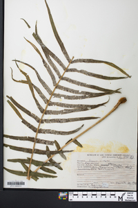 Pteris vittata image