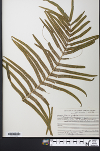 Pteris vittata image