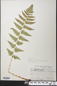 Dryopteris x uliginosa image