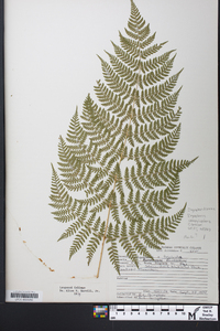 Dryopteris campyloptera image