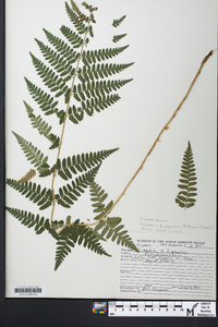 Dryopteris x uliginosa image