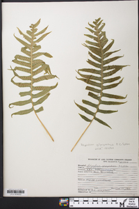 Polypodium glycyrrhiza image