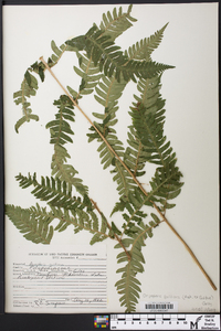 Dryopteris goldieana image