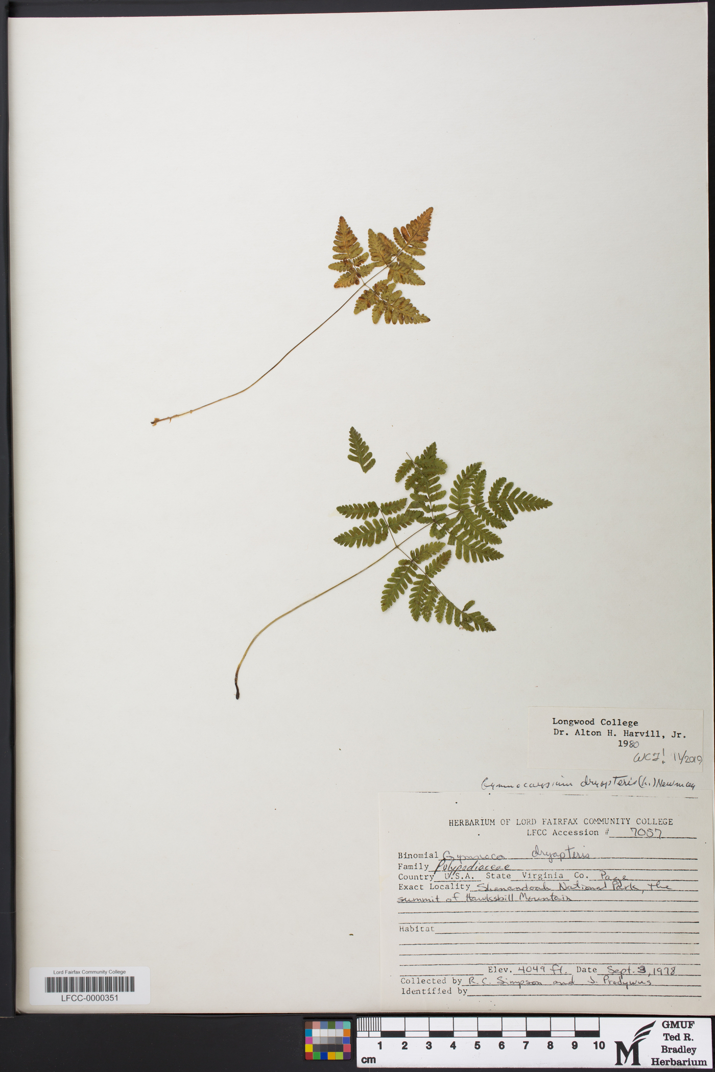 Gymnocarpium appalachianum image