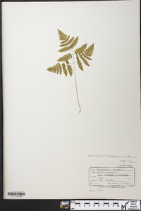 Gymnocarpium dryopteris image