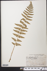 Dryopteris × boottii image