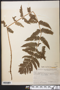 Dryopteris celsa image