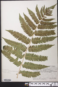 Dryopteris goldieana image