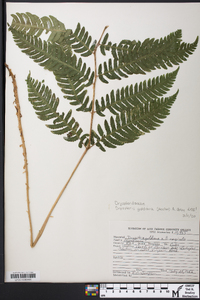 Dryopteris goldieana image