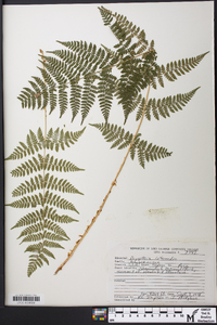 Dryopteris celsa image