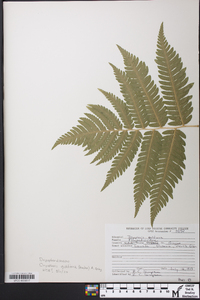 Dryopteris goldieana image