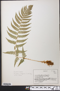 Dryopteris goldieana image