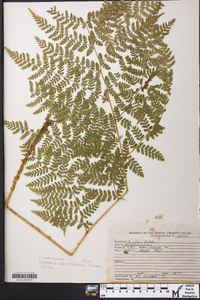 Dryopteris campyloptera image