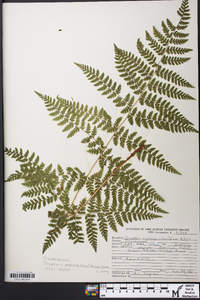 Dryopteris expansa image