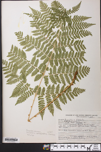 Dryopteris campyloptera image