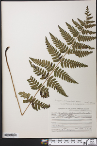 Dryopteris x benedictii image