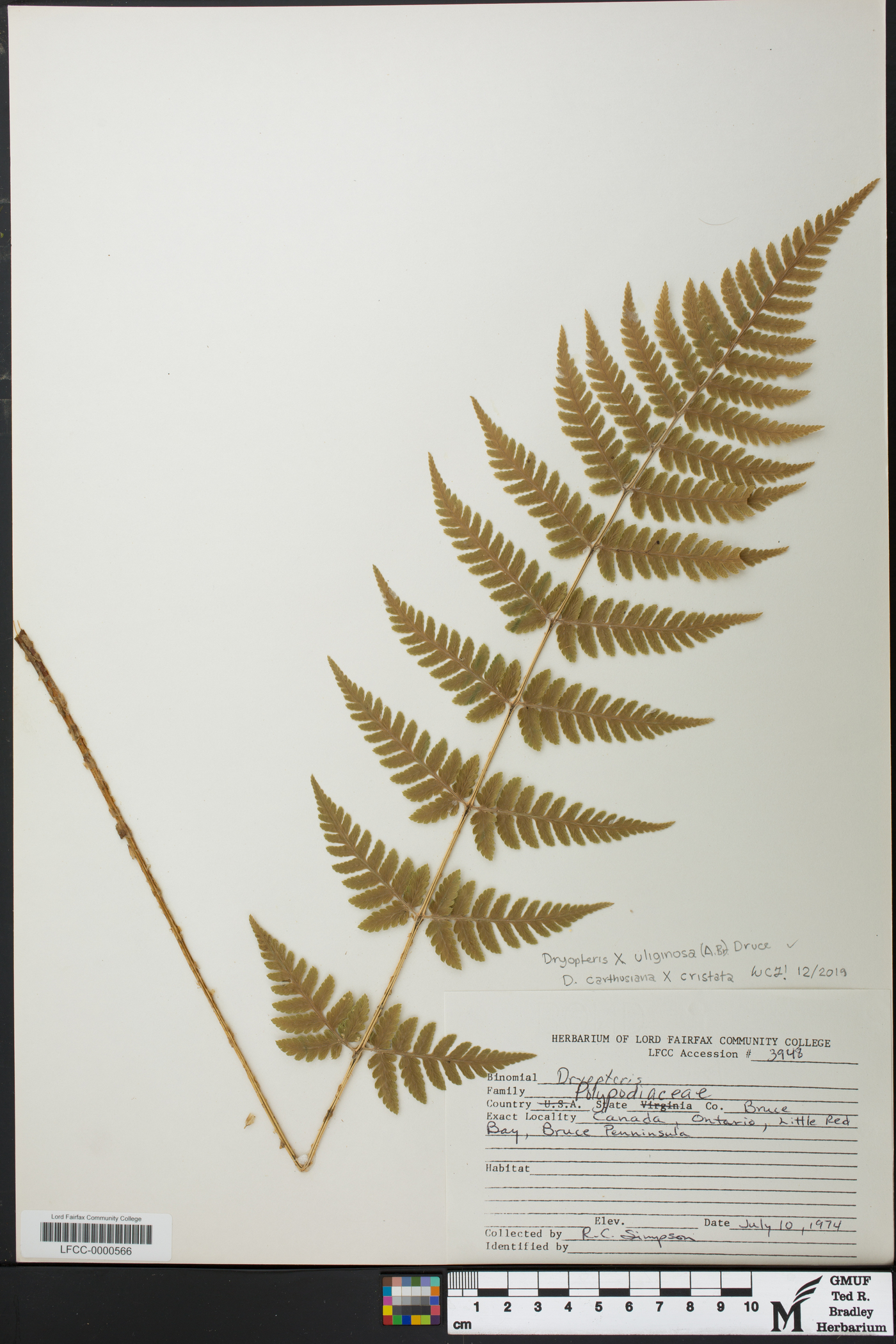 Dryopteris x uliginosa image