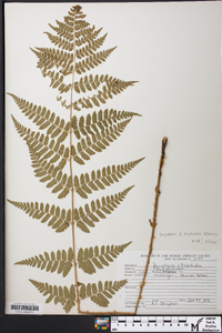 Dryopteris × triploidea image