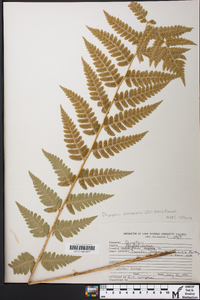 Dryopteris clintoniana image