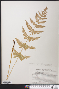 Dryopteris x uliginosa image