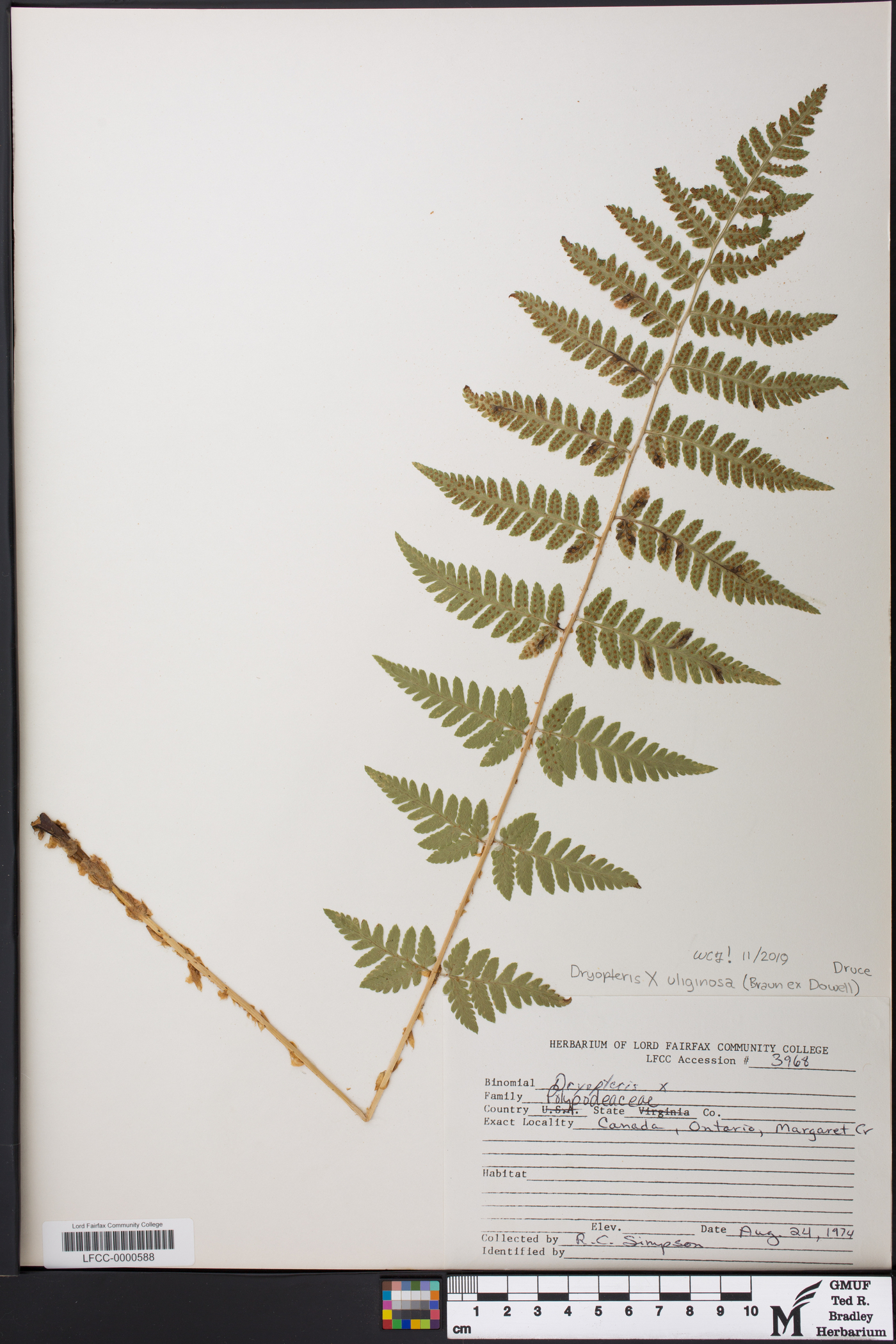 Dryopteris x uliginosa image