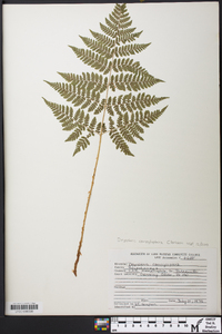 Dryopteris campyloptera image