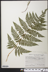 Dryopteris campyloptera image