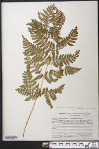 Dryopteris campyloptera image