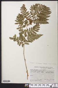 Dryopteris campyloptera image