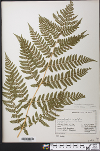 Dryopteris campyloptera image