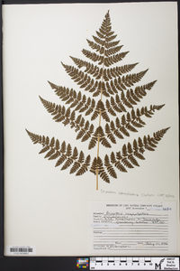 Dryopteris campyloptera image